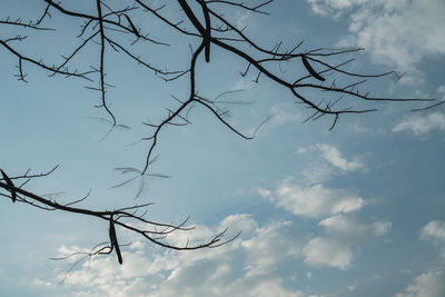 Low angle view of bare tree against sky