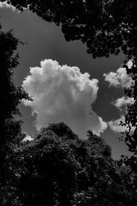 Low angle view of trees against sky