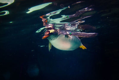 Close-up of penguin swimming undersea