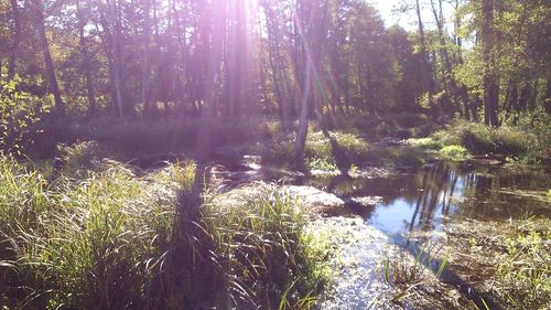 Stream amidst trees in forest