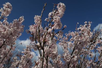 Low angle view of flower tree against sky