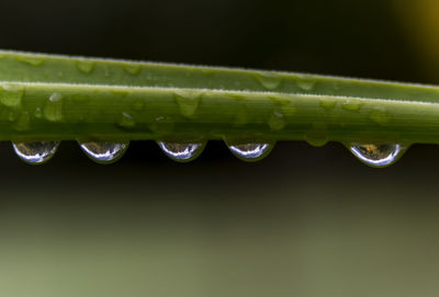 Close-up of water drop on leaf against black background