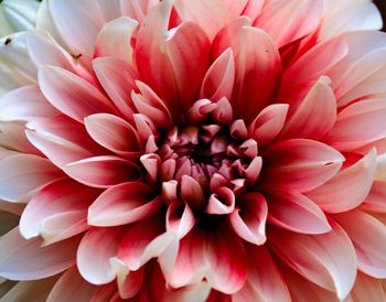 Close-up of pink dahlia