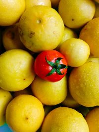 High angle view of wet tomato and lemons