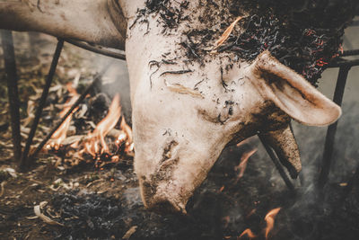 Close-up of animal skull on field