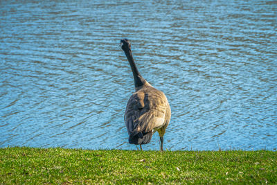 Bird on grass by lake