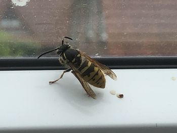 Close-up of insect on window sill