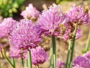 Close-up of pink flowering plant on field