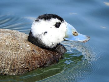 High angle view of duck swimming in lake