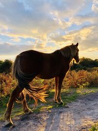 Horse standing in a field