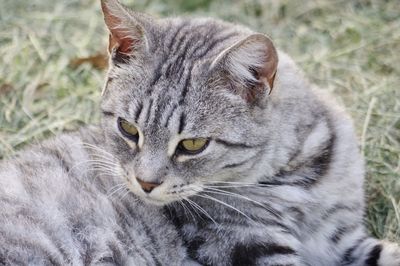 Close-up of a cat