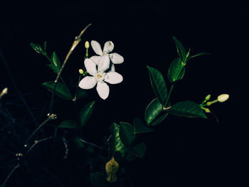 Close-up of white flowering plant against black background