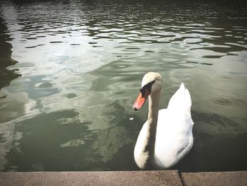 High angle view of swan in lake