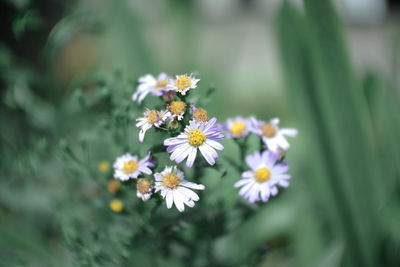 Close-up of purple daisy flowers