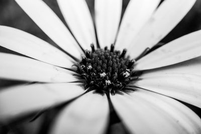 Close-up of white flower