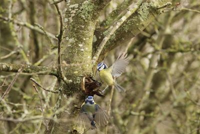 Bletits flying over a tree