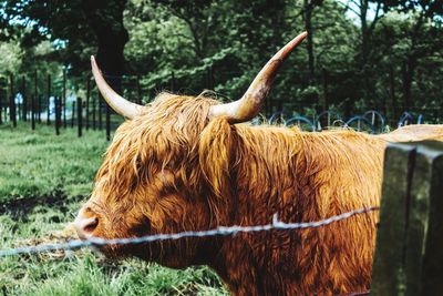 Cow standing on field