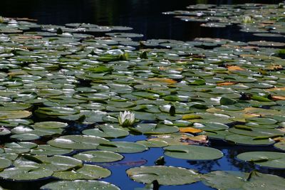 Close-up of lotus water lily in pond