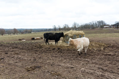 Sheep standing in a field