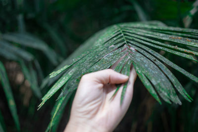 Close-up of hand holding leaves