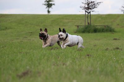 Dogs on field against sky