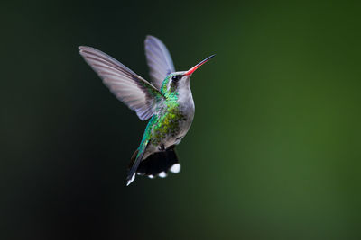 Close-up of bird flying