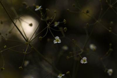 Close-up of white flowering plants