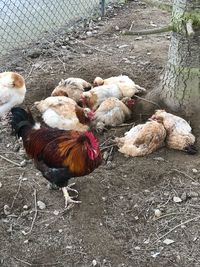 Close-up of rooster in farm