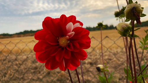 Close-up of red flowering plant on field against sky