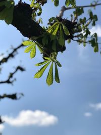 Low angle view of plant against sky