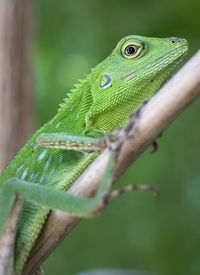 Close-up of lizard on branch