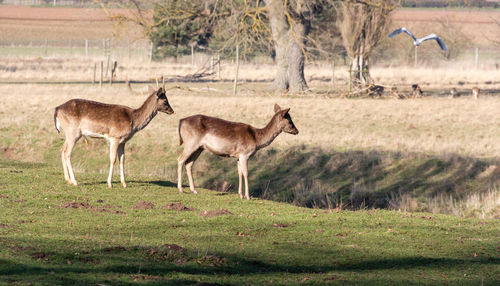 Horses in a field