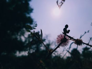 plant