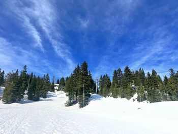 Trees on snow covered landscape against sky