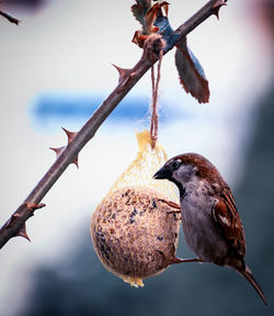 Close-up of sparrow perching on bird feeder