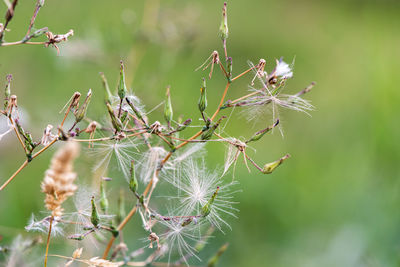 Close-up of flowering plant