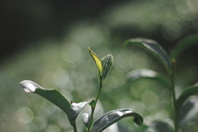 Close-up of flowering plant