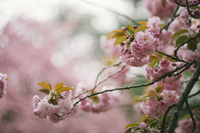 Close-up of pink flowers on branch