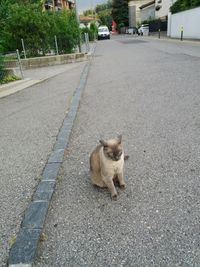 View of a dog on the road