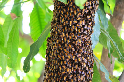 Close-up of bee on plant