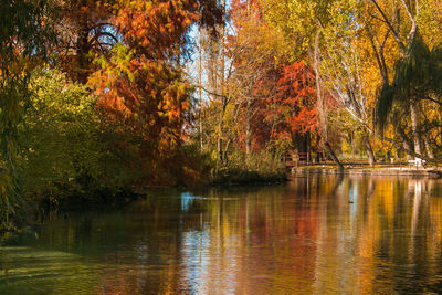 Scenic view of lake in forest during autumn