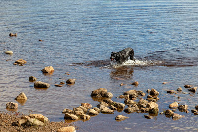 View of dog swimming in lake