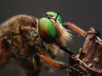 Robberfly, the face of a robber insect