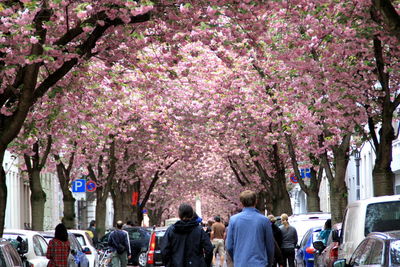 Rear view of people walking on pink flowers in city