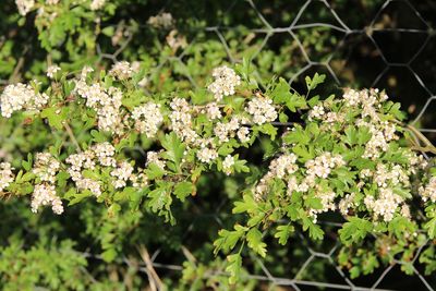 Close-up of plants