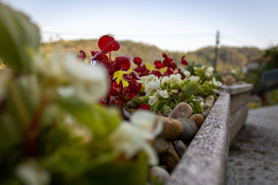 Close-up of red flowering plant against clear sky