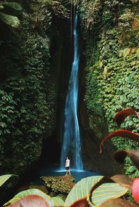 Scenic view of waterfall in forest