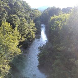 River amidst trees in forest against sky