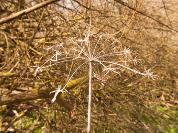 Close-up of wilted flower on field