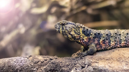 Lizard on rock and blurred background close up